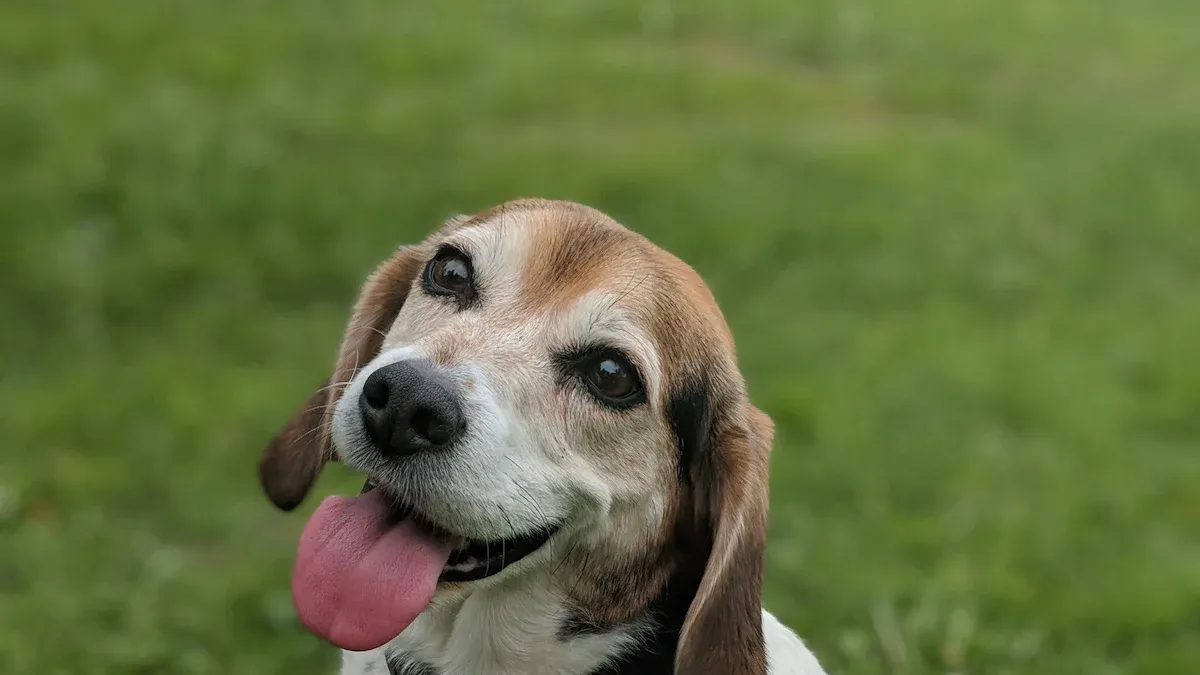 The Joys and Benefits of Owning a Beagle Mix