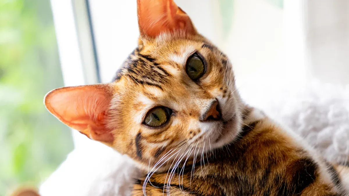 Bengal Cat Diet and Nutrition