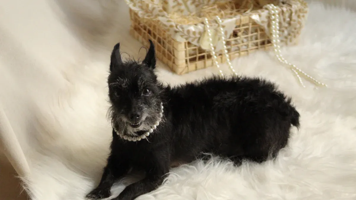 Finding Your Scottish Terrier: Puppies, Adoption, and Rescue Options