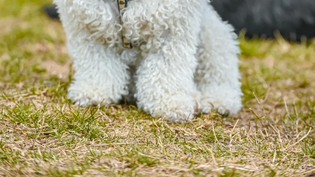 Poodle Size Guide: Finding the Perfect Poodle For Your Family