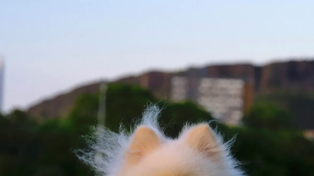 Choosing the Right Pomeranian: Types, Colors, and Temperament