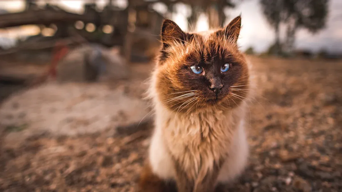 10 Tips to Identify Himalayan Cat Colors and Patterns