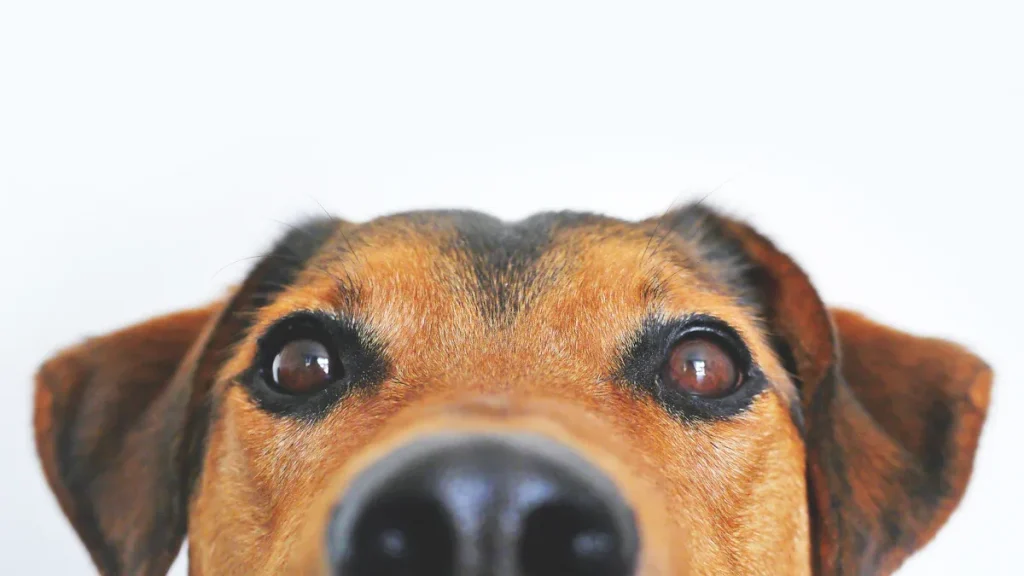 The Canine Mind Revealed: A Guide to Dog Behavior and Psychology