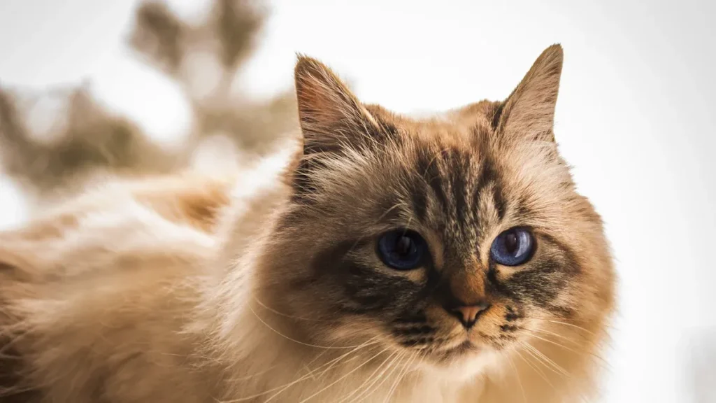 The Enchanting Birman Cat: A Comprehensive Guide