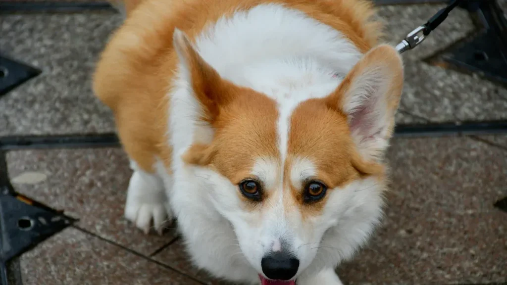 The Ultimate Guide to Corgi Breeds, History, and Care