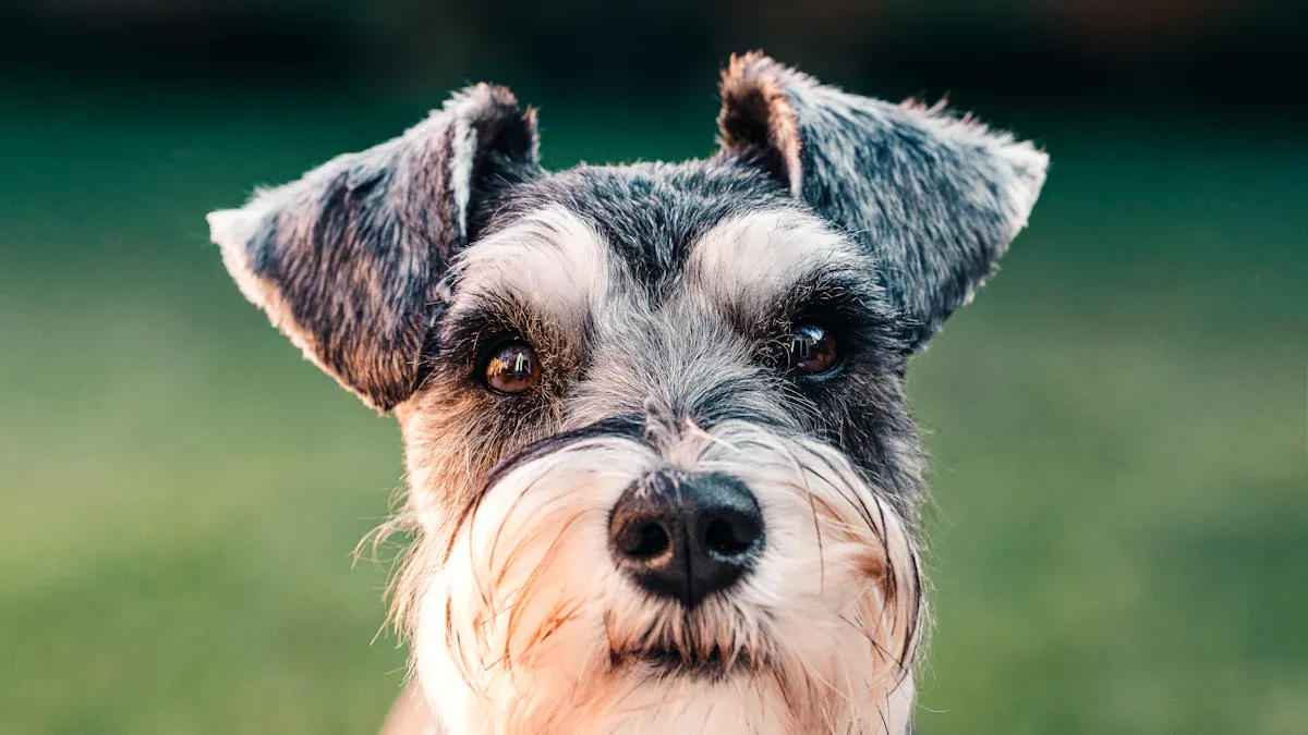 Finding Your Miniature Schnauzer Puppy