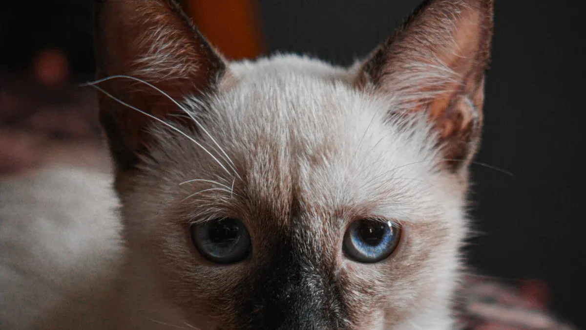 Creating a Happy Environment for Burmese Cats