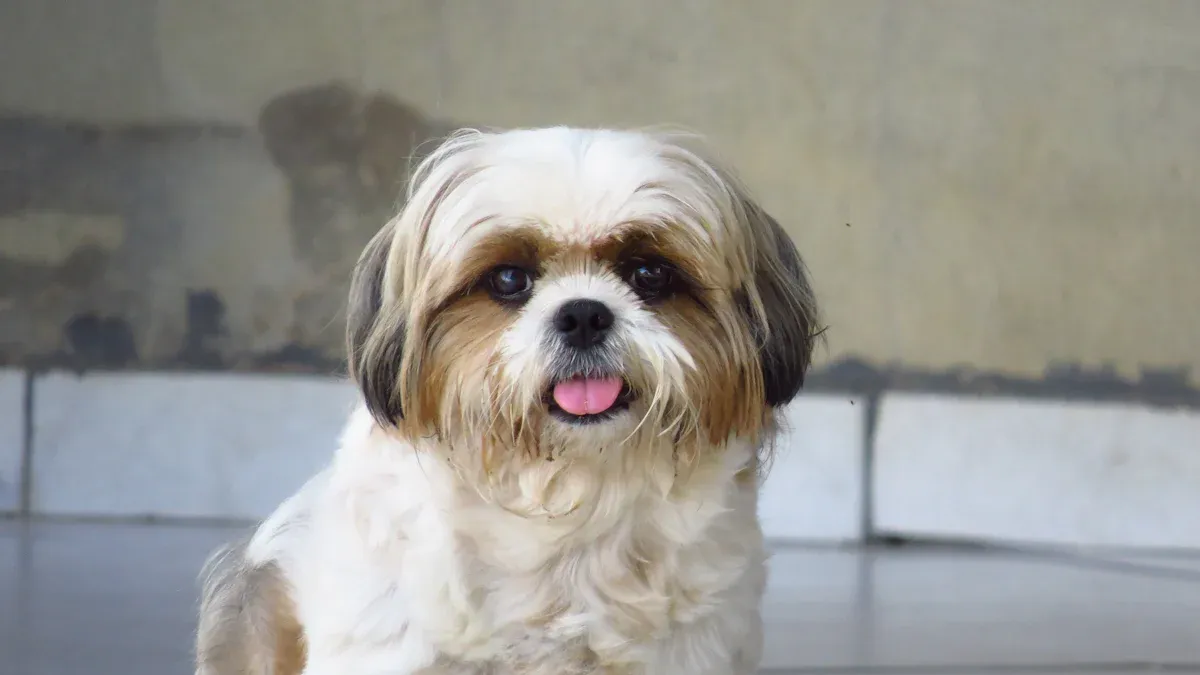 Shih Tzu Mixes