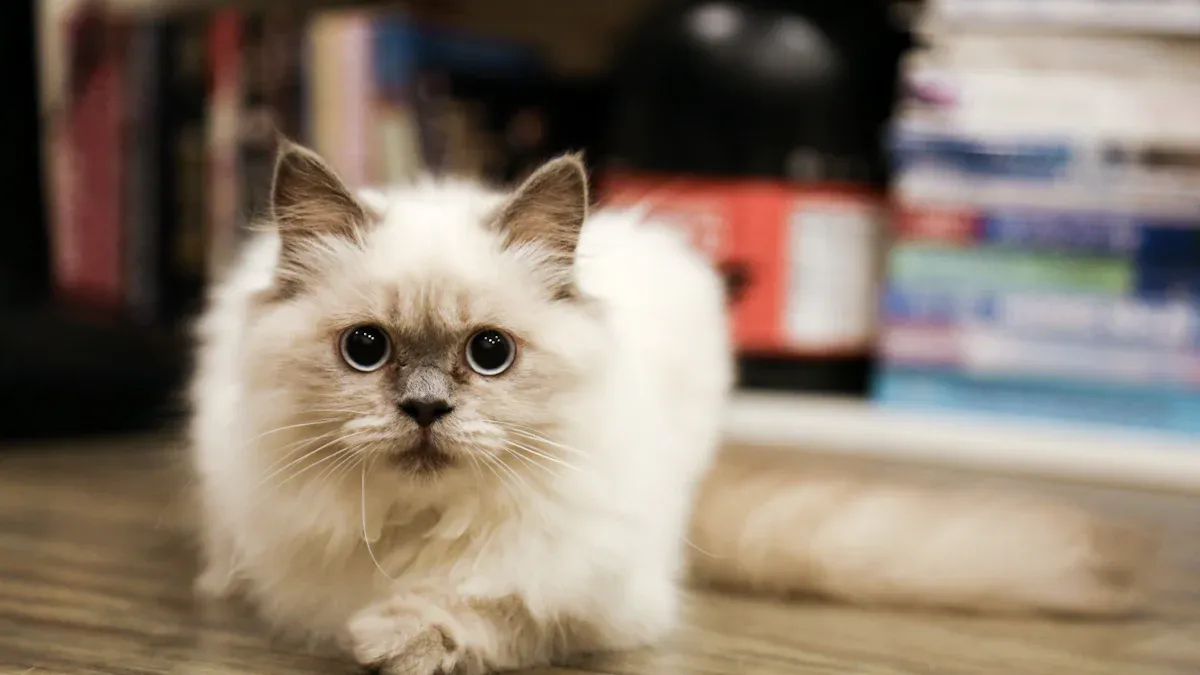 Distinctive Features: Recognizing a Birman Cat