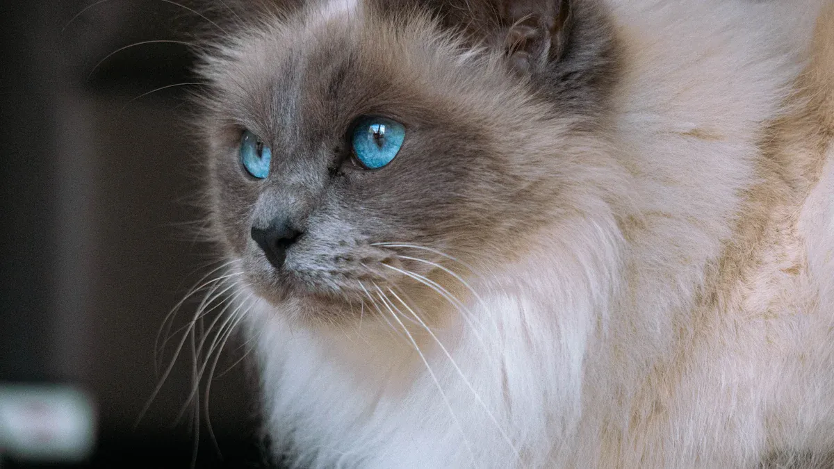 Understanding the Birman Cat