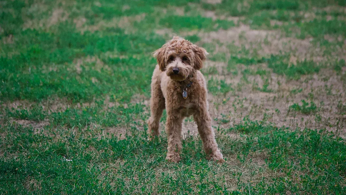 Goldendoodle: A Popular Poodle Mix Breed