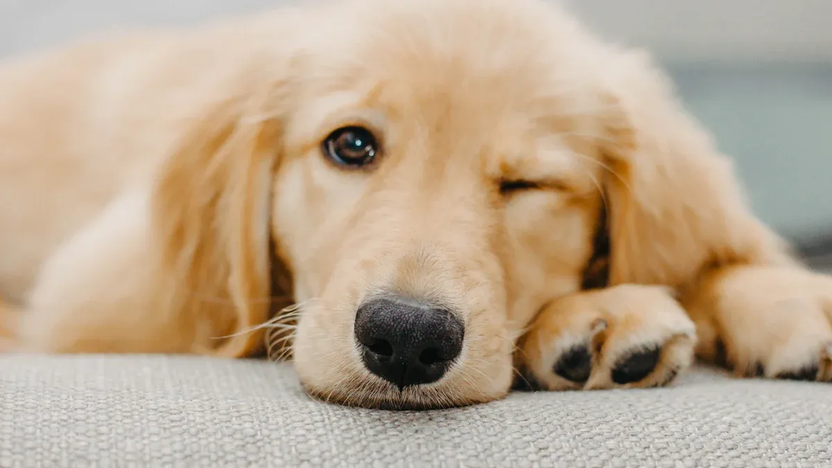 Types of Golden Retrievers