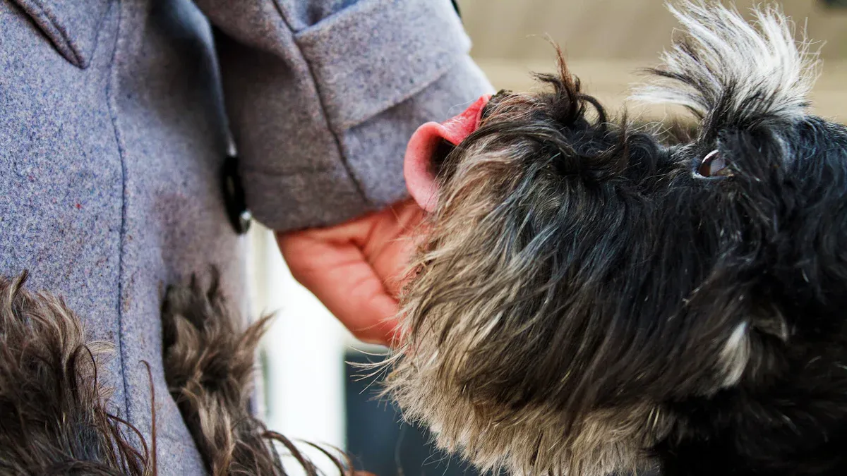 Miniature Schnauzer Haircut Styles