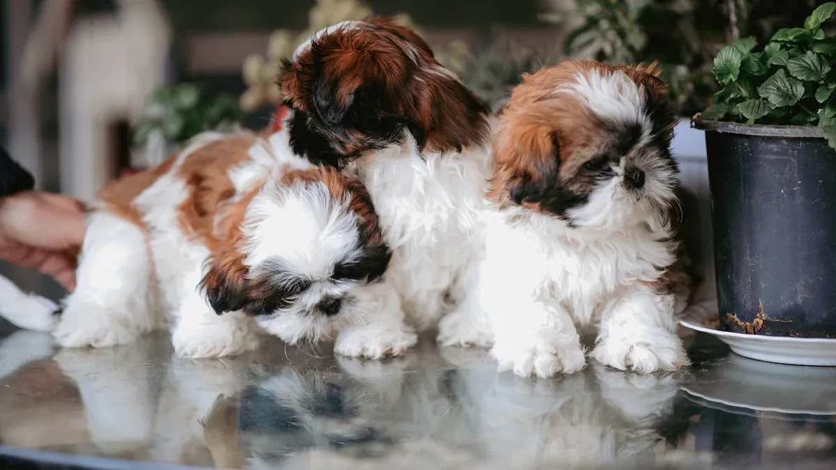 Grooming and Hygiene for Shih Tzus