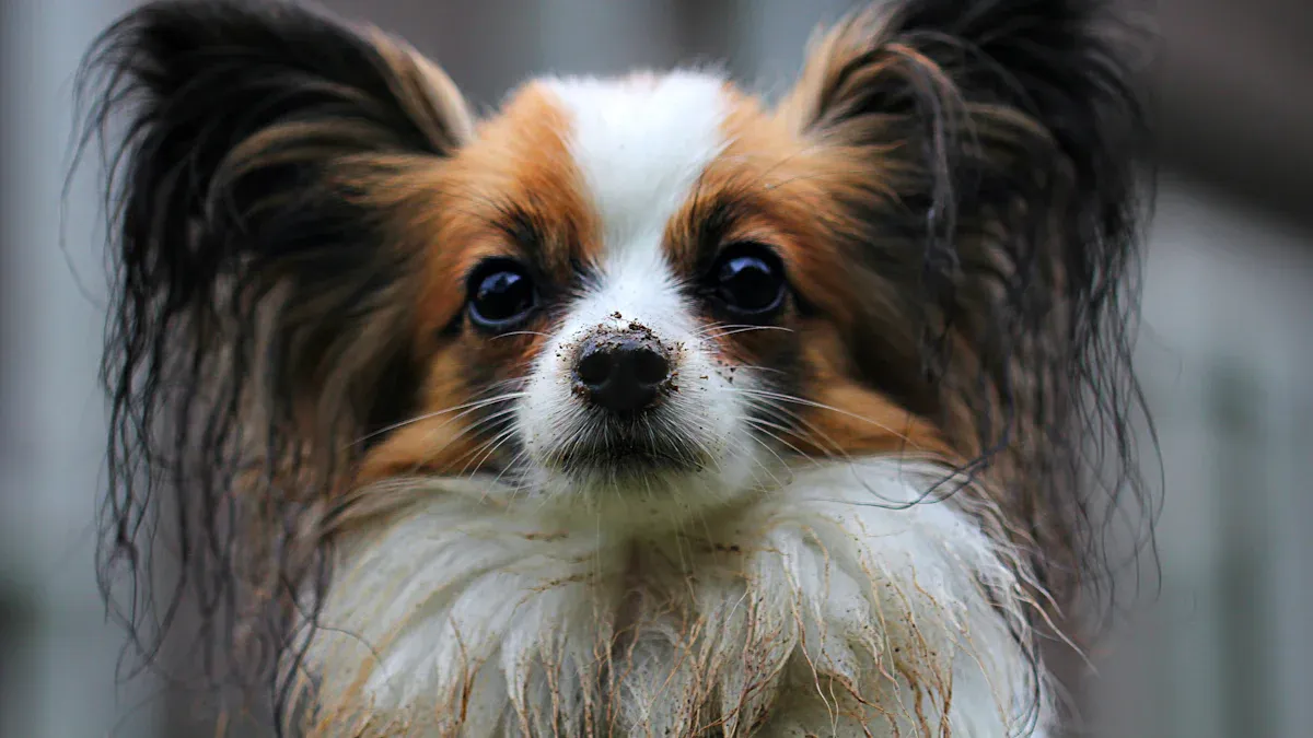 Papillon Puppy Care and Health