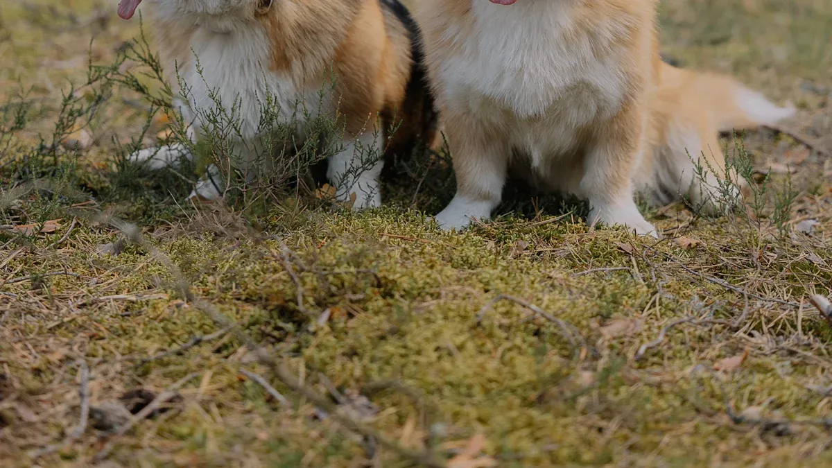 Corgi Ownership: Is a Corgi the Right Dog for Your Lifestyle?