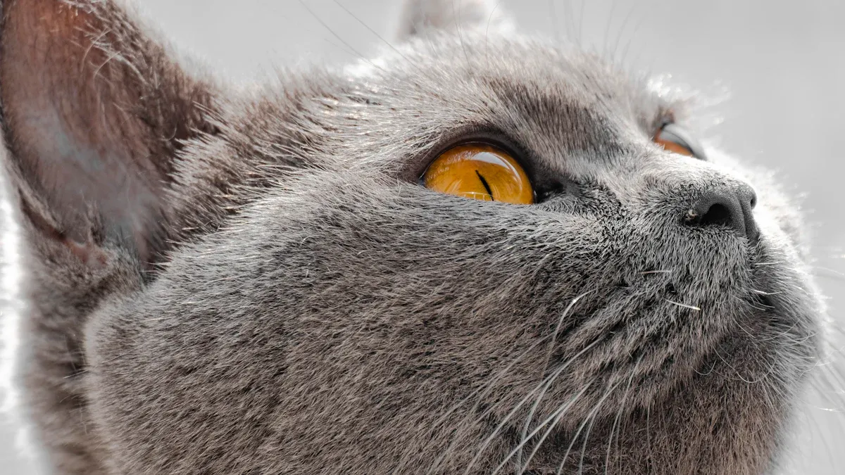 Patterns in British Shorthair Cats