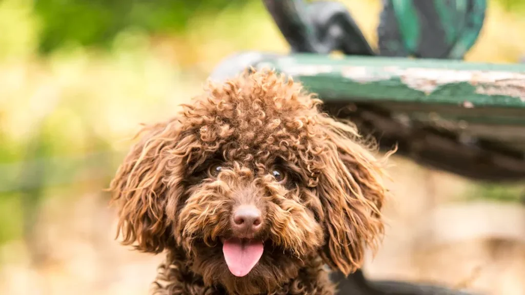 10 Best Poodle Crossbreeds for First-Time Dog Owners