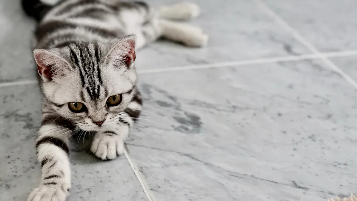 Growth and Development of American Shorthair Kittens