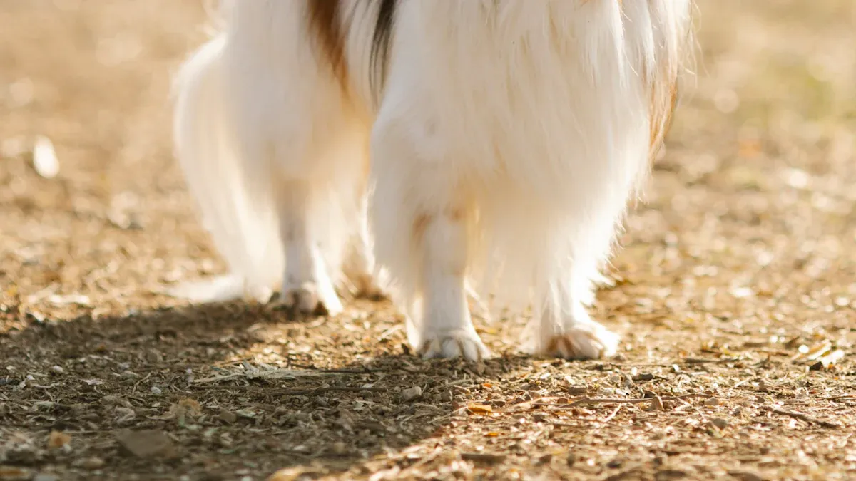 Physical Characteristics of Papillon Dogs