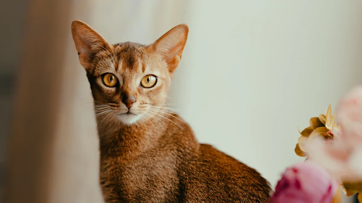 Fun Facts About Abyssinian Cats