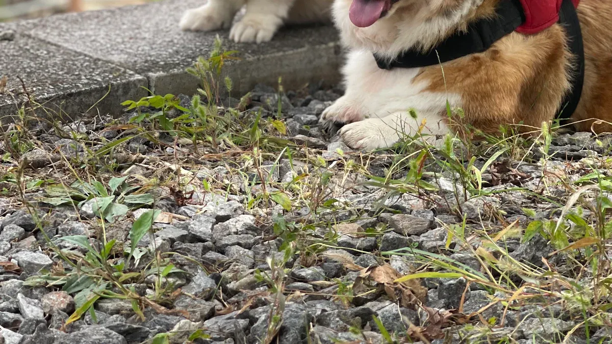 Corgi Mixes: Exploring the Wonderful World of Corgi Crossbreeds