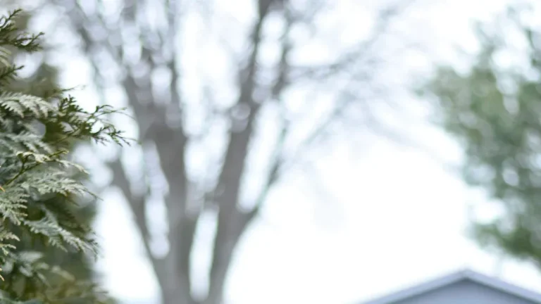 Top 5 Ways to Find Shetland Sheepdog Puppies