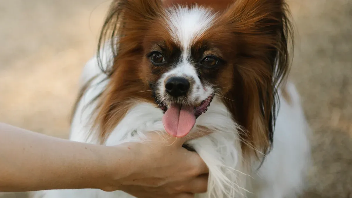 Step-by-Step Papillon Grooming Process