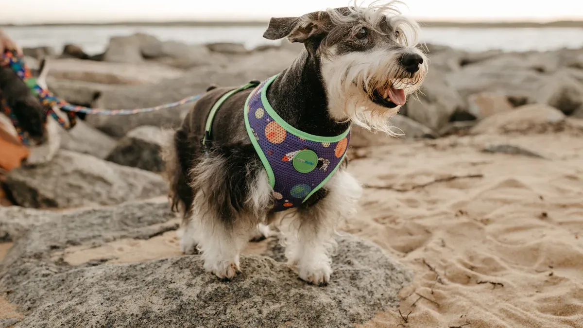 Miniature Schnauzer Mixes: Exploring Popular Crossbreeds