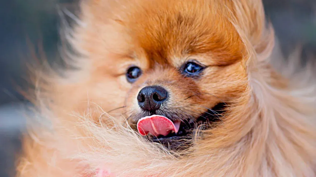 Pomeranian Grooming Practices