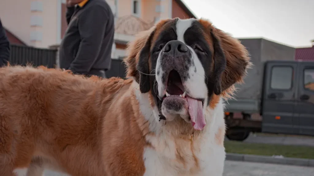 Exploring the Origins and Traits of Saint Bernards