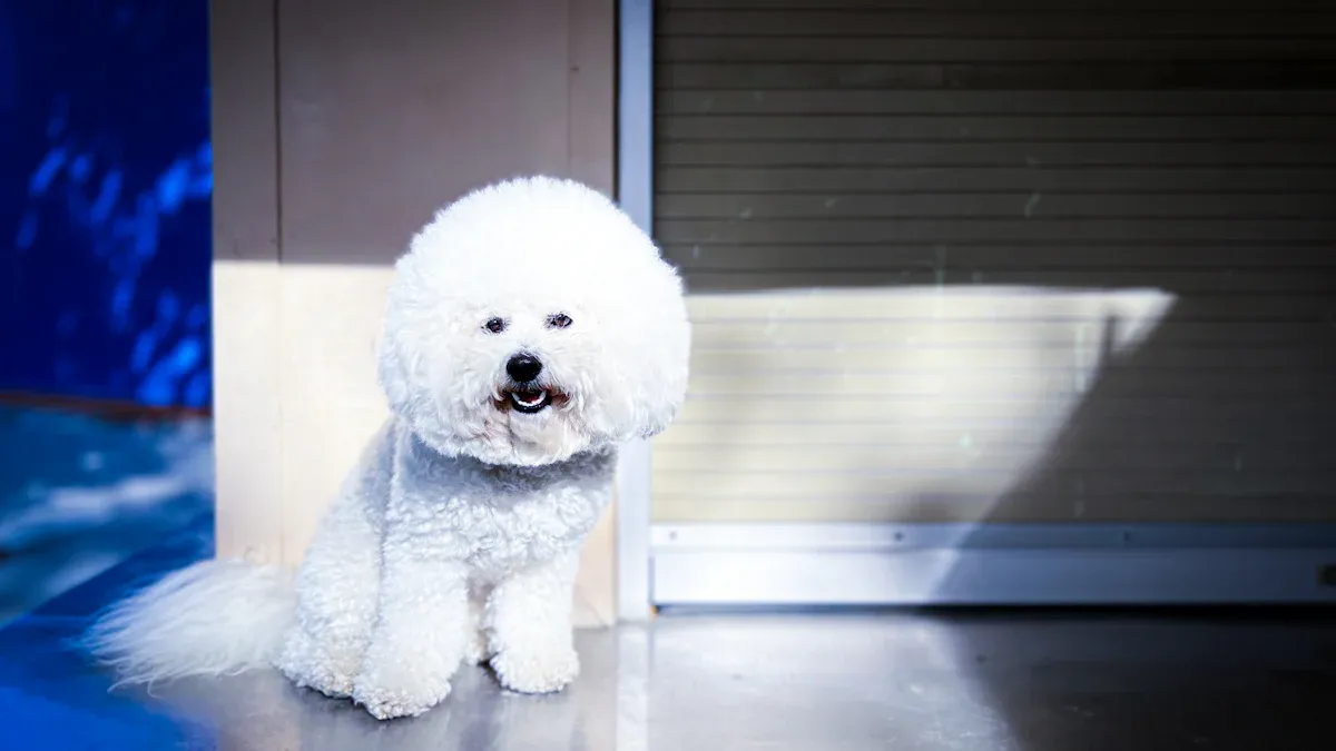 Tools and Preparation for Bichon Grooming