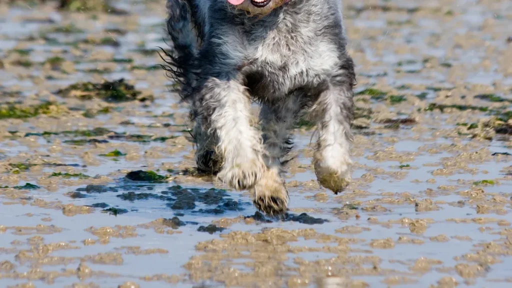 Miniature Schnauzer Health Made Simple for New Owners