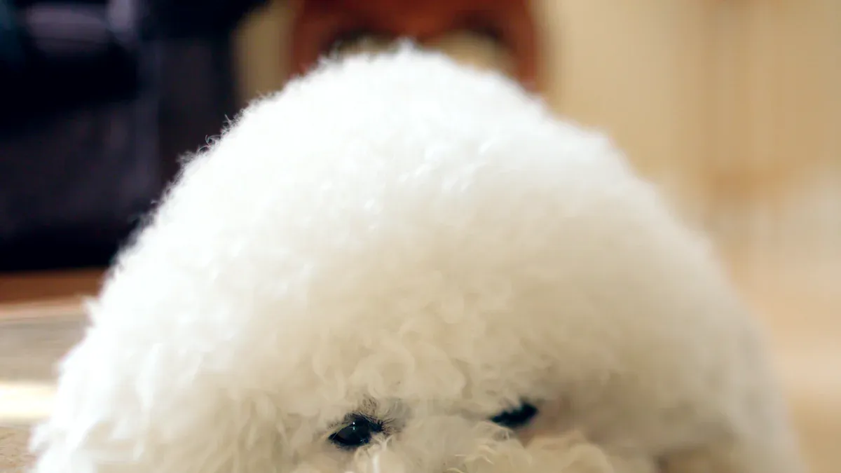 Overview of the Bichon Frise