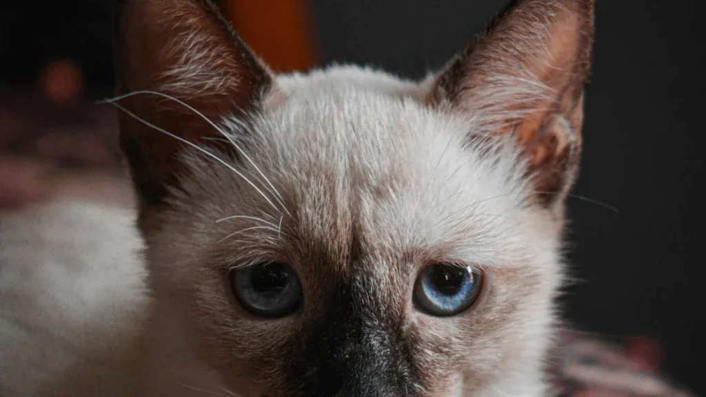 Burmese Cat Colors and Genetics