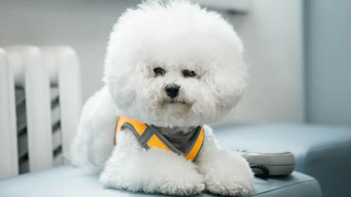 Preparing for Your Bichon Frise’s Arrival