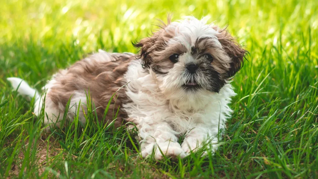 Shih Tzu Characteristics