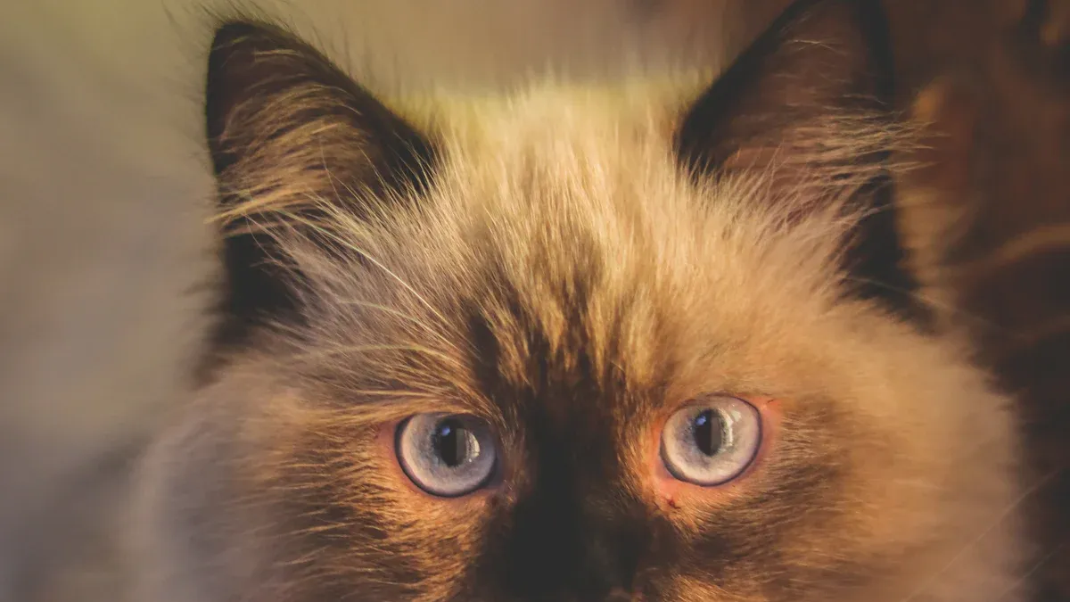 Physical Characteristics of Himalayan Cats