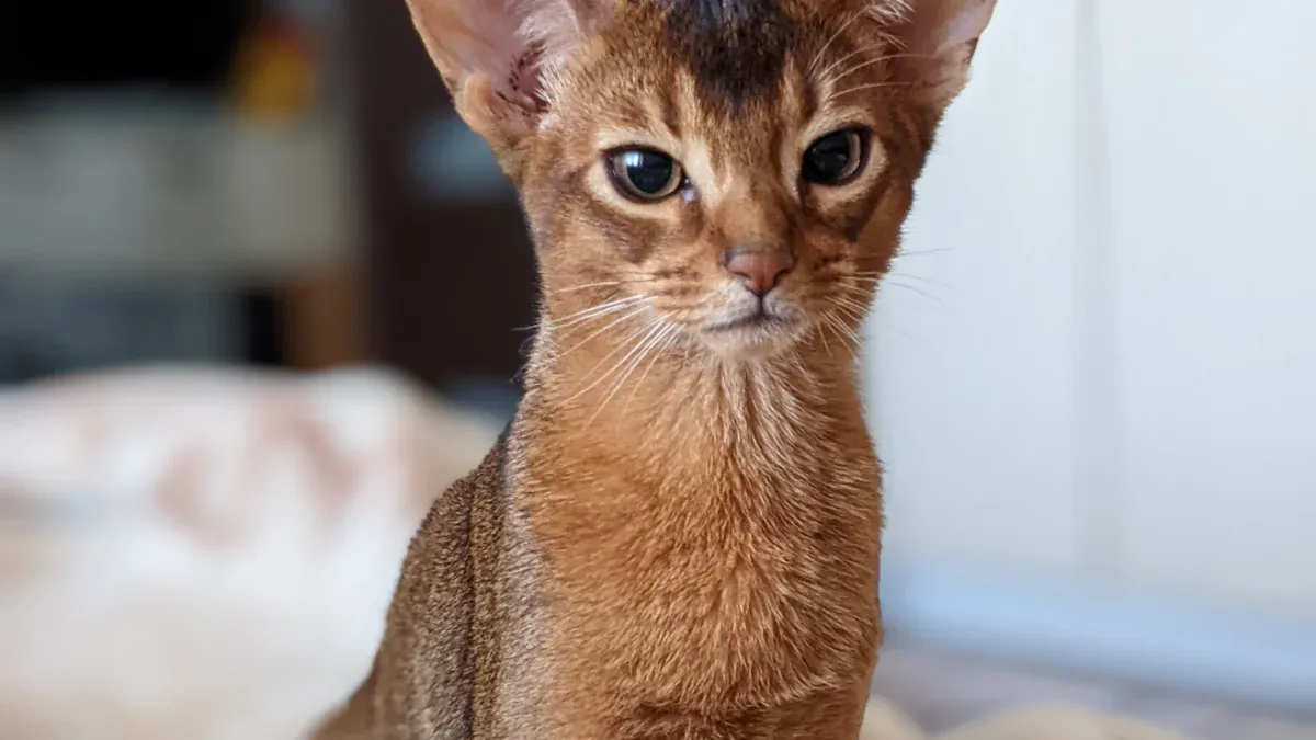 Standard Abyssinian Cat Colors