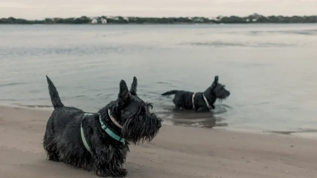 The Complete Guide to Scottish Terriers