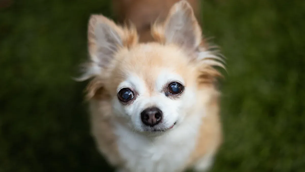 Creating a Chihuahua-Friendly Home