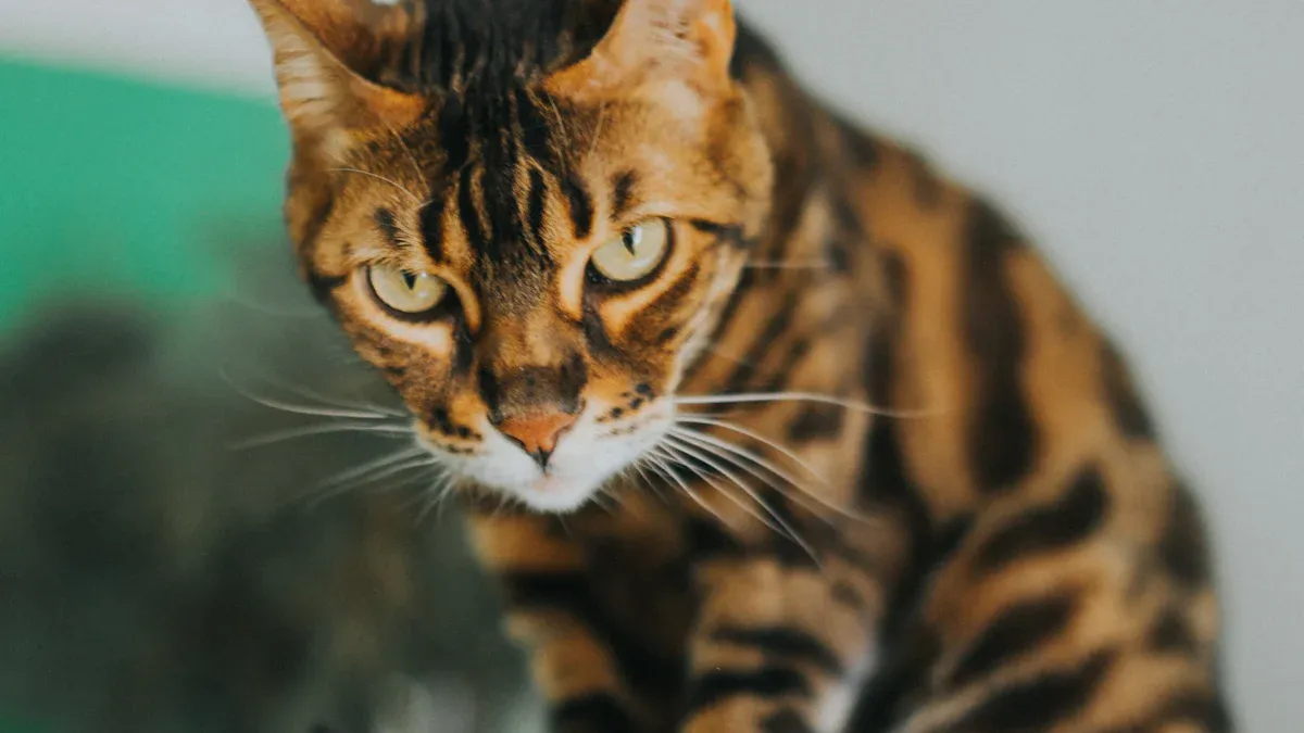 Finding a Professional Bengal Cat Breeder