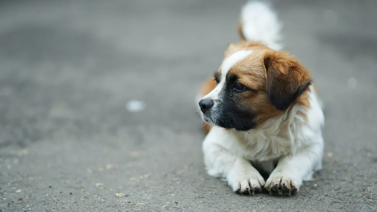 Overview of Saint Bernard Puppies