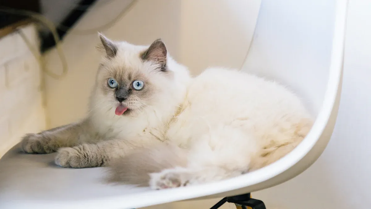 Birman Cat Adoption: Giving a Home to a Cat in Need