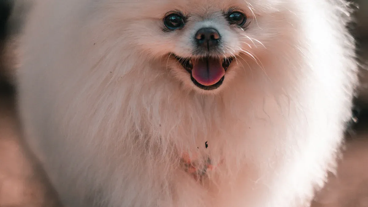 Pomeranian Coat Colors