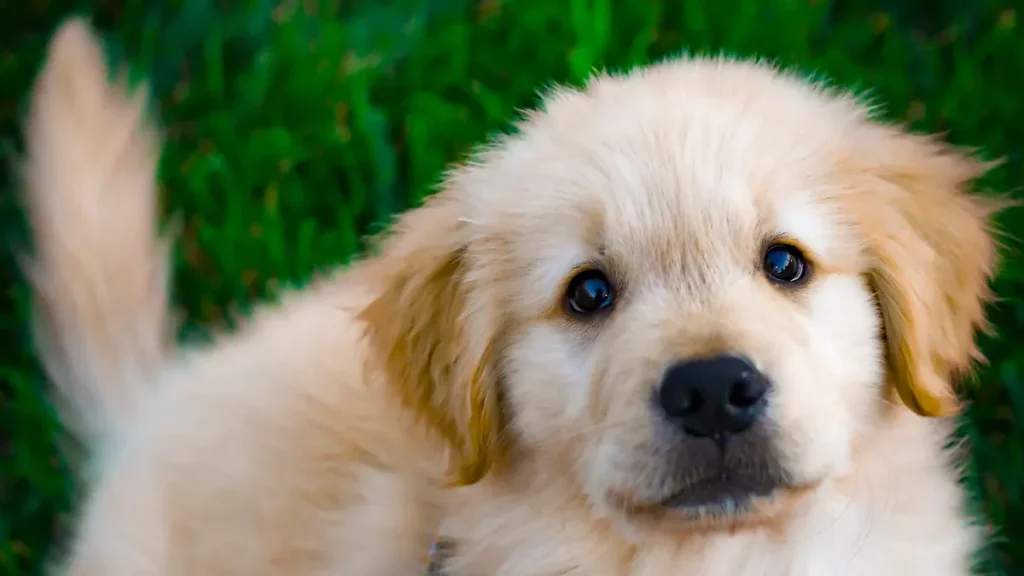 Golden Retriever Breed Guide: History, Types, and Characteristics