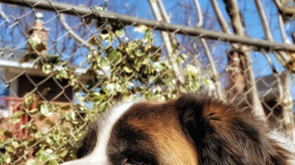 Traits of the Saint Bernard Dog Breed