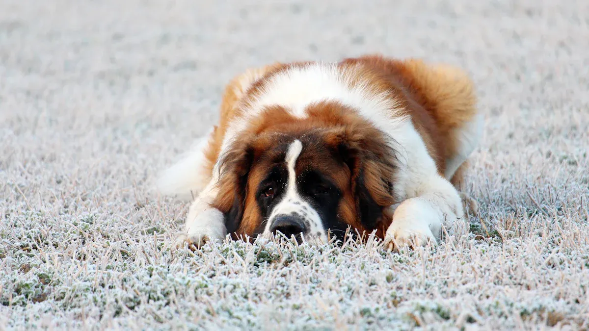 Saint Bernard Puppies: A Complete Guide