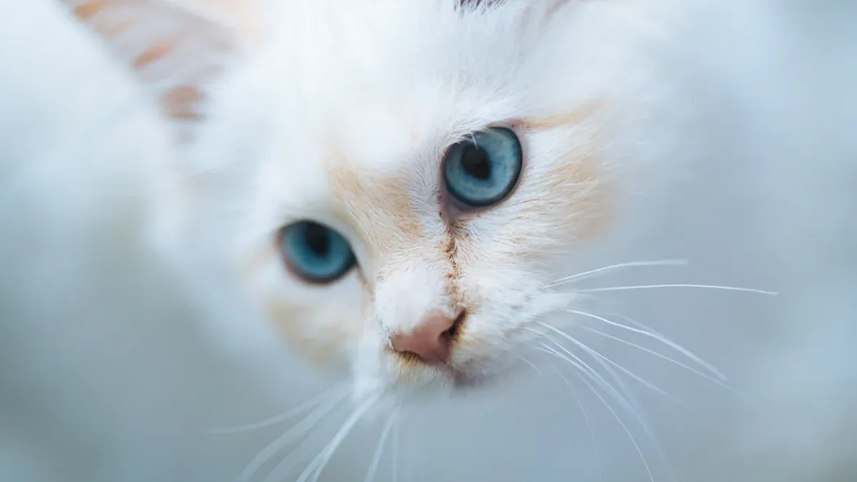 Caring for Your Birman Cat: A Practical Guide