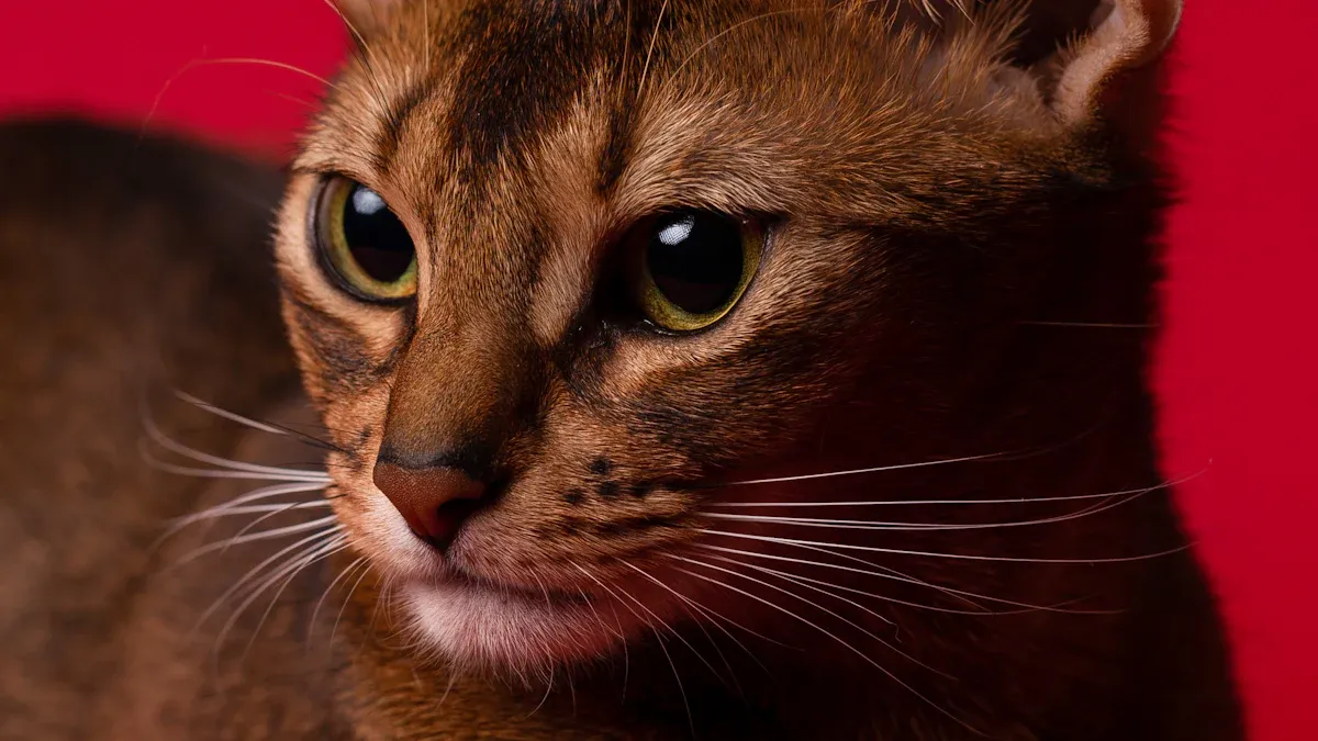 Abyssinian Cat Health